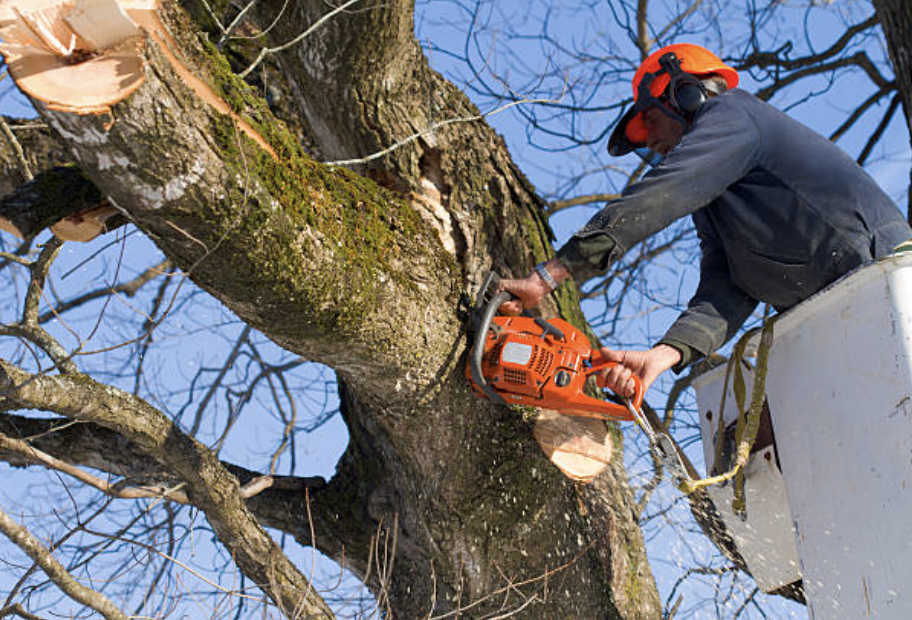 tree pruning in Thayer
