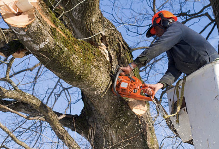 tree pruning in Ashburn